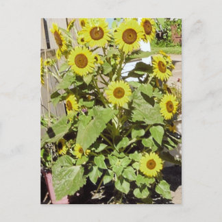 Happy Sunflowers Postcard