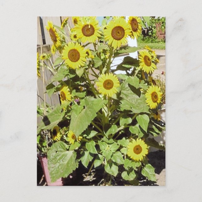 Happy Sunflowers Postcard (Front)