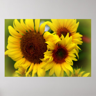 Happy Sunflowers Poster