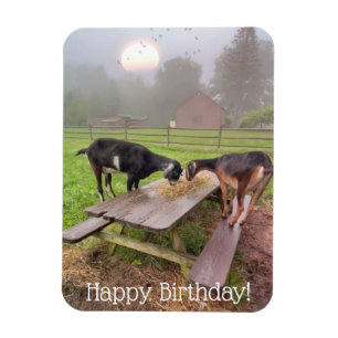Happy Sunset Goats Birthday Magnet