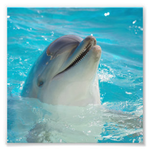 Happy Swimming Dolphin Photo Print