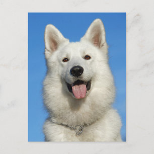 Happy Swiss Shepherd dog Postcard