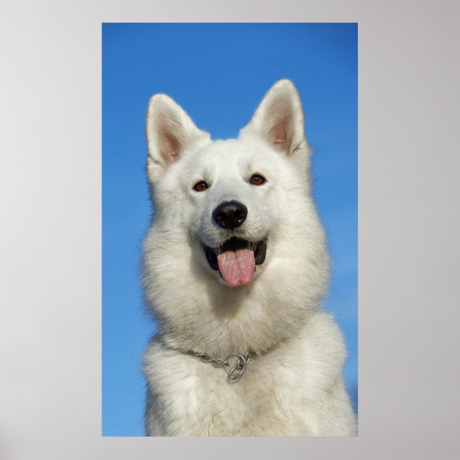 Happy Swiss Shepherd dog Poster (Front)