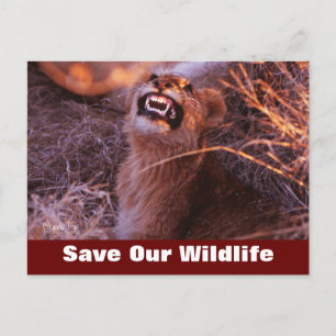 Happy Tau Save Our Wildlife Postcard