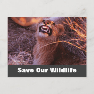 Happy Tau, Save Our Wildlife Postcard