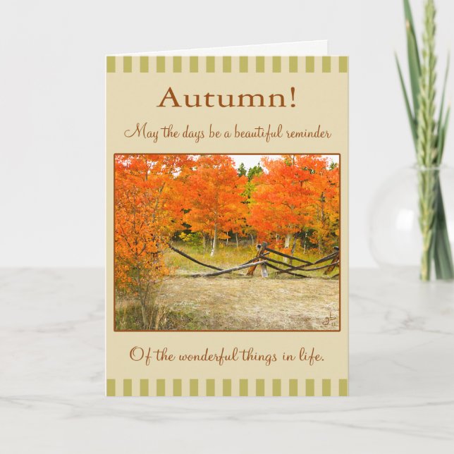 Happy Thanksgiving! Colourful Autumn Aspens Holiday Card (Front)