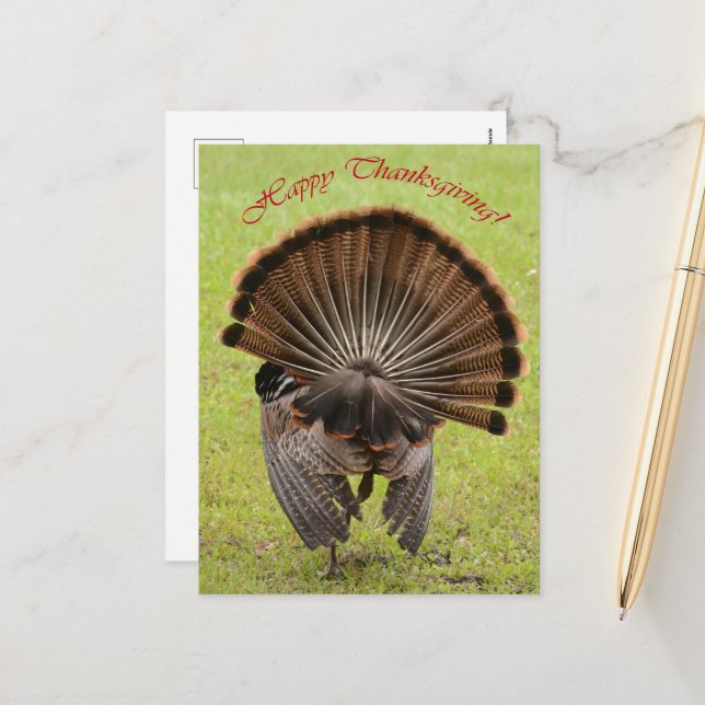 Happy Thanksgiving Holiday Postcard (Front/Back In Situ)