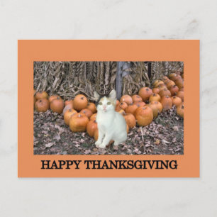 Happy Thanksgiving Holiday Postcard