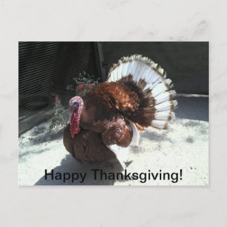 Happy Thanksgiving Postcard