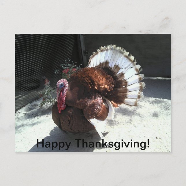 Happy Thanksgiving Postcard (Front)