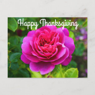 Happy Thanksgiving Princess Anne Rose #1 Postcard