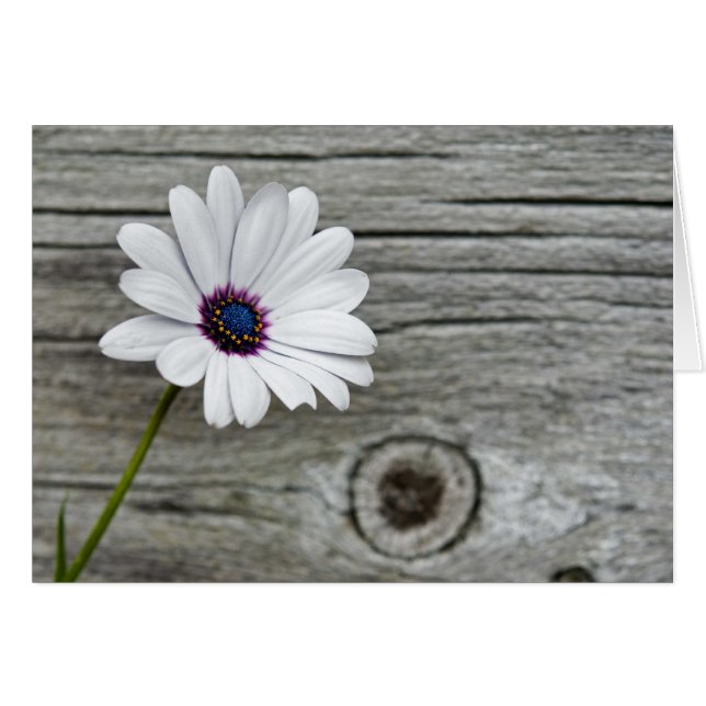 Happy Thoughts (Front Horizontal)