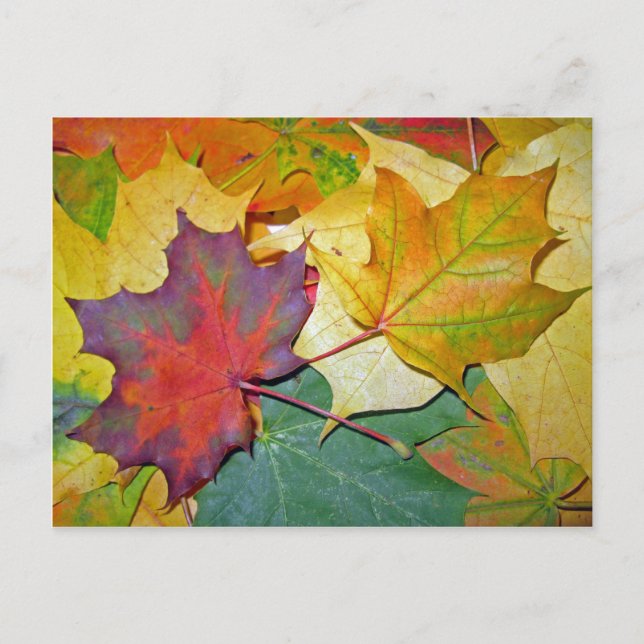 Happy to Be Together Postcard (Front)