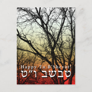 Happy Tu B’Shevat! : Jewish Arbor Day Postcard