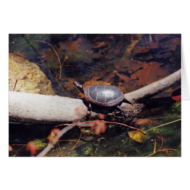 Happy Turtle (Front Horizontal)