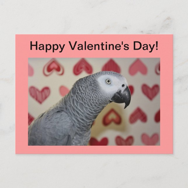 Happy Valentine's Day African Grey Parrot Postcard (Front)