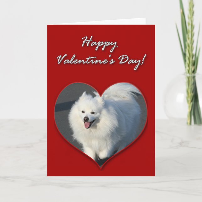 Happy Valentine's Day  American Eskimo Dog  Card (Front)