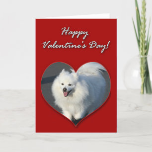 Happy Valentine's Day American Eskimo Dog Card