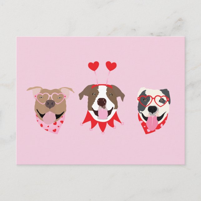 Happy Valentines Day American Pit Bull Terriers Postcard (Front)