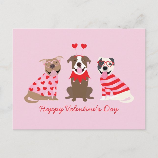 Happy Valentines Day American Pit Bull Terriers Postcard (Front)