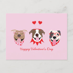 Happy Valentines Day American Pit Bull Terriers Postcard