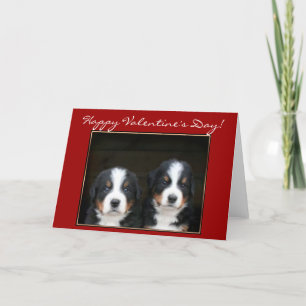 Happy Valentine's Day Bernese Mountain Dog card