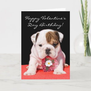 Happy Valentine's Day Birthday bulldog puppy card