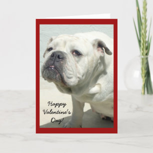 Happy Valentine's Day bulldog greeting card