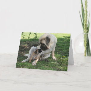 Happy Valentines Day Dad Mastiff card