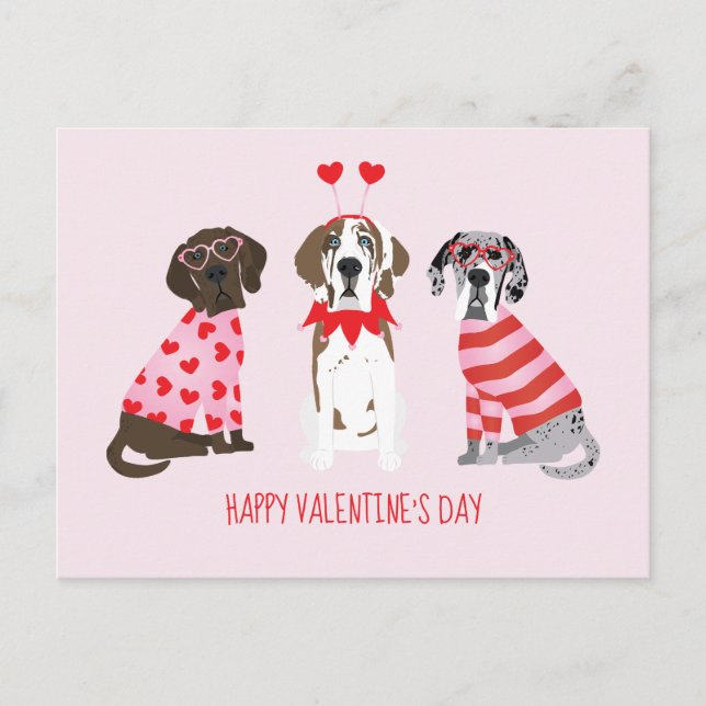 Happy Valentines Day Great Dane Dogs Postcard (Front)