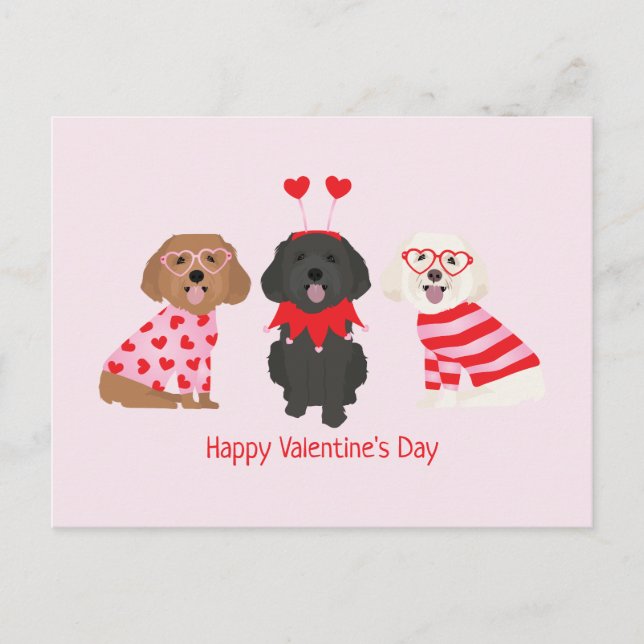 Happy Valentines Day Maltipoo Dogs Postcard (Front)