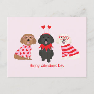 Happy Valentines Day Maltipoo Dogs Postcard