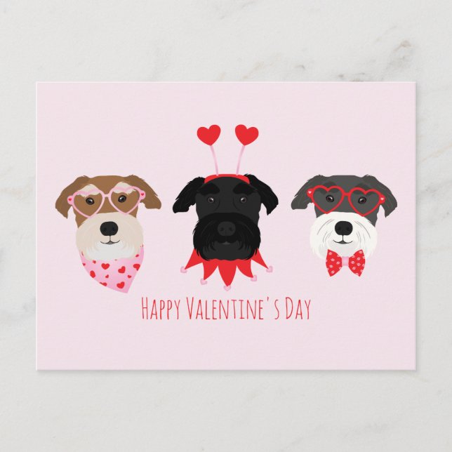 Happy Valentines Day Schnauzer Dogs Postcard (Front)