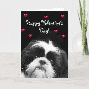 Happy Valentine's Day Shih Tzu greeting card
