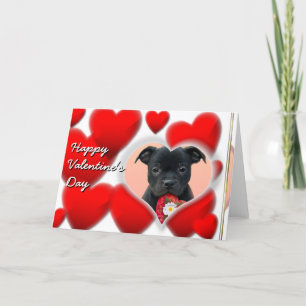 Happy Valentine's Staffordshire Bull Terrier  Card