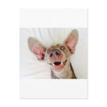 Happy Weimaraner