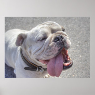 Happy White Bulldog Poster