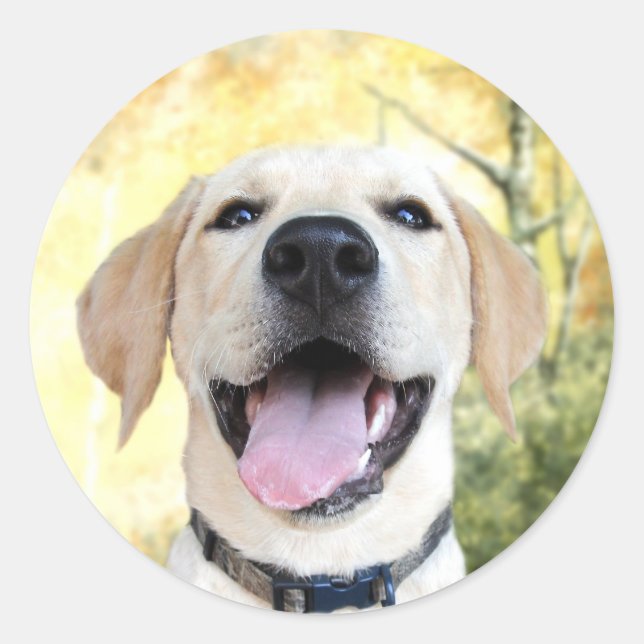 Happy Yellow Lab Classic Round Sticker (Front)