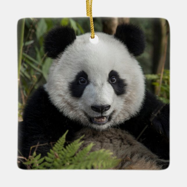 Happy young panda, China Ceramic Ornament (Front)