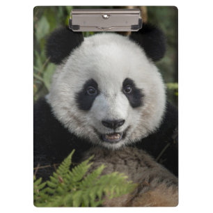 Happy young panda, China Clipboard