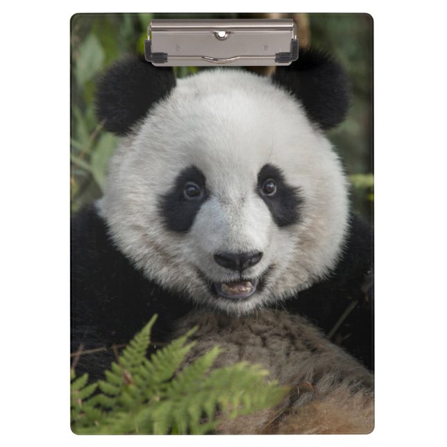 Happy young panda, China Clipboard (Front)