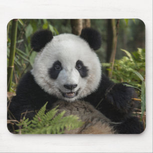Happy young panda, China Mouse Mat
