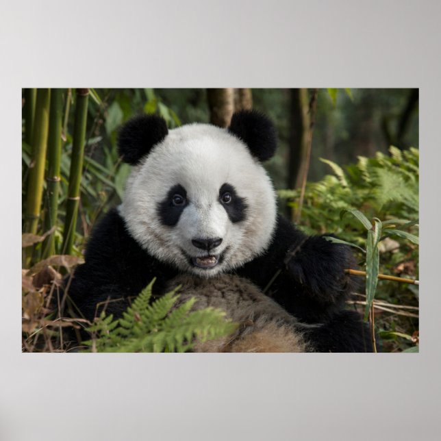 Happy young panda, China Poster (Front)