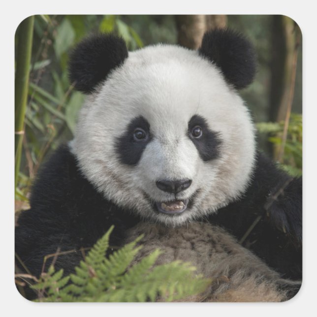 Happy young panda, China Square Sticker (Front)