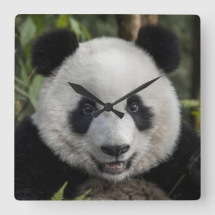 Happy young panda, China Square Wall Clock