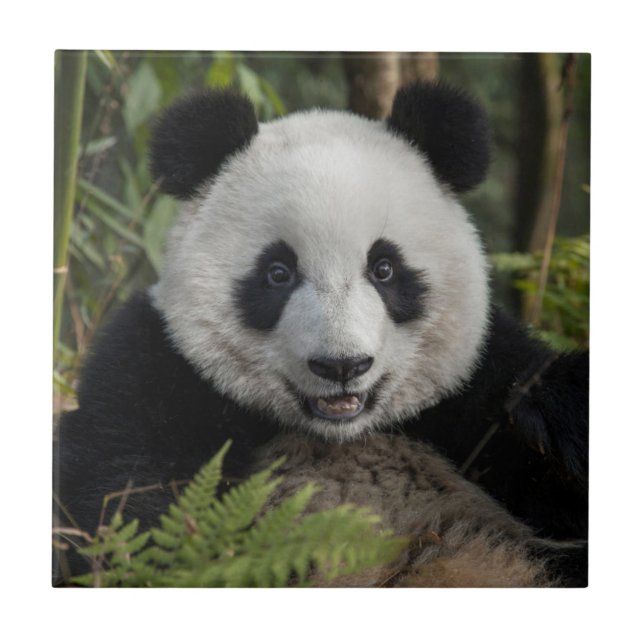 Happy young panda, China Tile (Front)