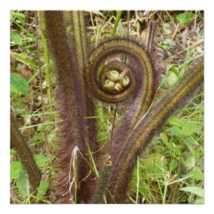 HAPUU FERN PULU POSTER