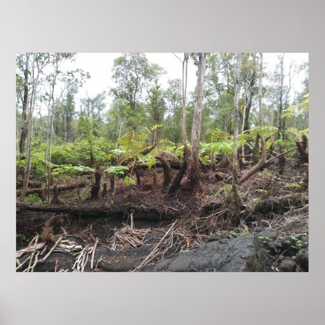HAPUU FERNS BIG ISLAND HAWAII POSTER (Front)