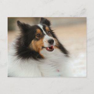 Hapy Shelty Postcard