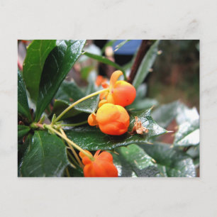 Harberton Ranch,  Tierra del Fuego, Argentina Postcard